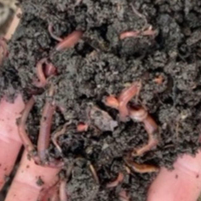 The wisdom of the rainforest in Northridge